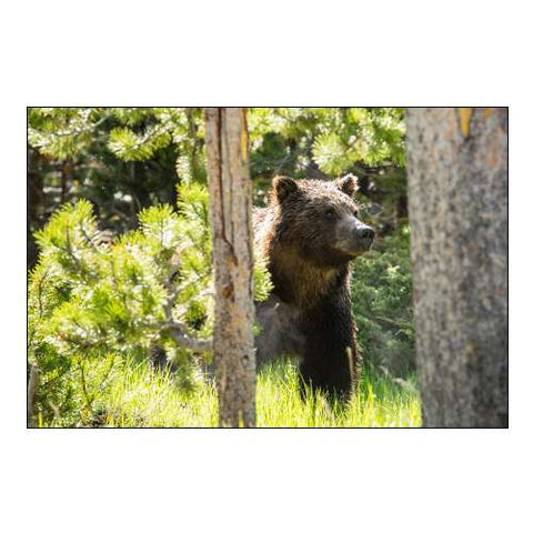 Grizzly near Swan Lake, Yellowstone National Park