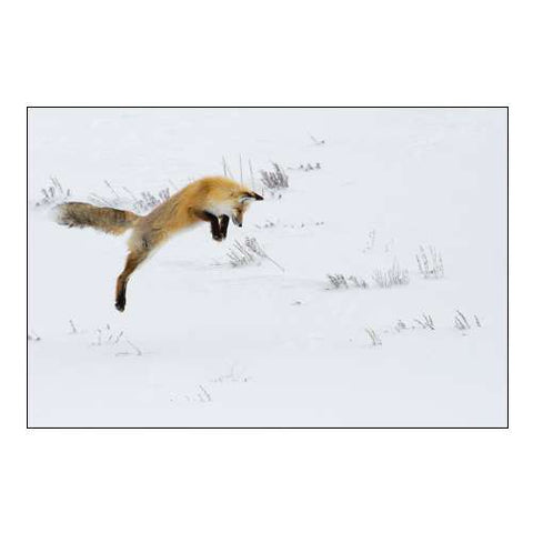 Hunting Fox Leaping, Hayden Valley, Yellowstone National Park