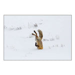 Hunting Fox, Head First, Hayden Valley, Yellowstone National Park