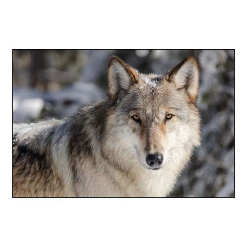 Lone Wolf, Yellowstone National Park