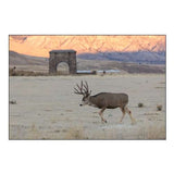 Mule Deer Buck and Roosevelt Arch, Yellowstone National Park