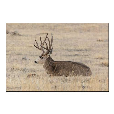 Mule Deer Buck, Yellowstone National Park