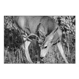 Mule Deer Buck, Swan Lake Flat, Yellowstone National Park