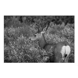 Mule Deer Buck, Swan Lake Flat, Yellowstone National Park