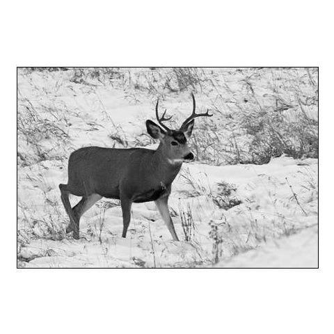 Mule Deer near Phantom Lake, Yellowstone National Park