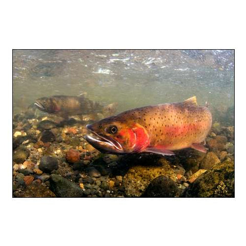 Spawning Cutthroat Trout, Lamar Valley, Yellowstone National Park