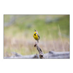 Western Meadowlark, Lamar Valley, Yellowstone National Park