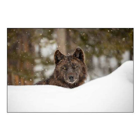 Wolf in Snow, Yellowstone National Park