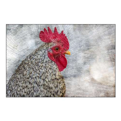 Posing Rooster