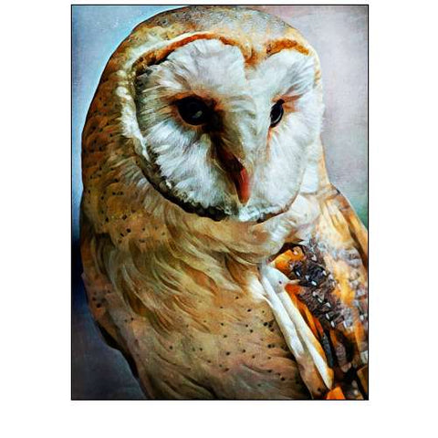Barn Owl Heart Faced Hunter
