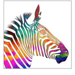 Rainbow Zebra