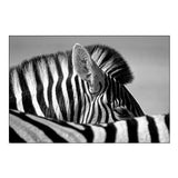 Curious Zebra