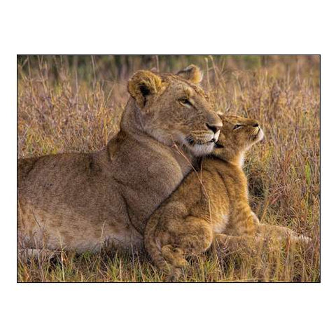 Baby Lion with Mother