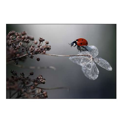 Ladybird on Hydrangea