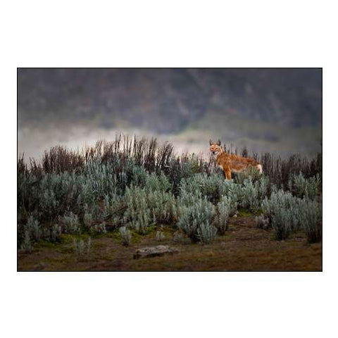 Ethiopian Wolf