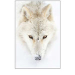 Arctic Wolf Closeup