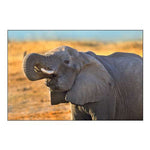 African elephant drinking-Zimbabwe