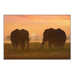 African Elephants at sunrise-Amboseli National Reserve-Kenya