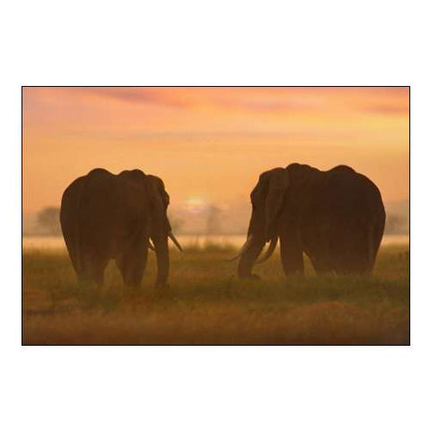 African Elephants at sunrise-Amboseli National Reserve-Kenya