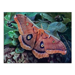 Polyphemus Moth