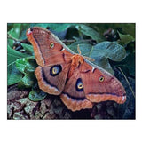 Polyphemus Moth