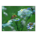 Fly on forget-me-not