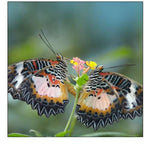 Cethosia luzonica butterflies mating