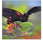 Buongon sailor butterfly-Papilio rumanzobia