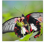 Citrus swallowtail butterfly-Papilio alphenor