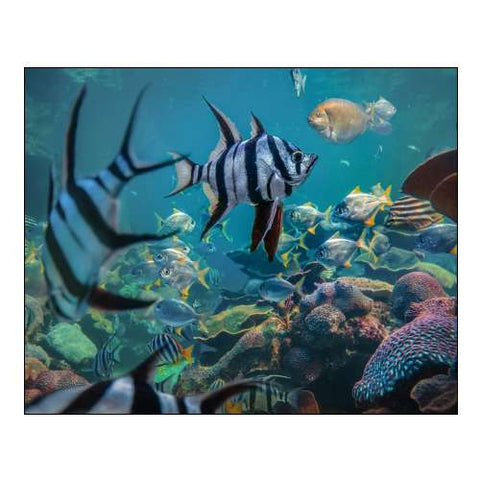 Angel fish and fusiliers-Perth Aquarium-Australia