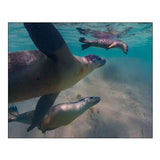 Australian sea lion-Jurien Bay-Australia