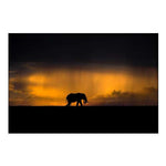 Elephant in a rain storm at sunset