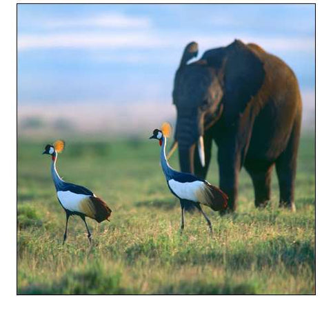 Crowned Cranes with Elephant-Amboseli National Park-Kenya