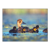 Lesser Scaup Hen with Young