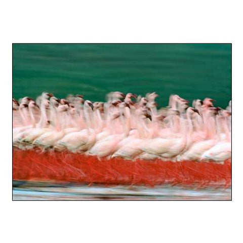 Lesser Flamingos Parading-Kenya