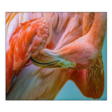 Caribbean Greater Flamingo Preening