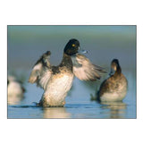 Lesser Scaup Drake Exercising his Wings