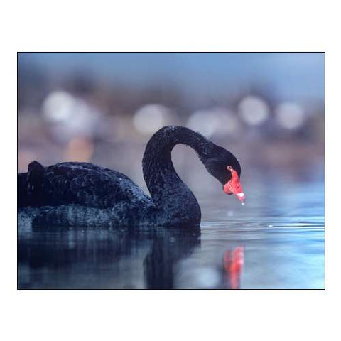 Black Swan-Vancouver-British Columbia