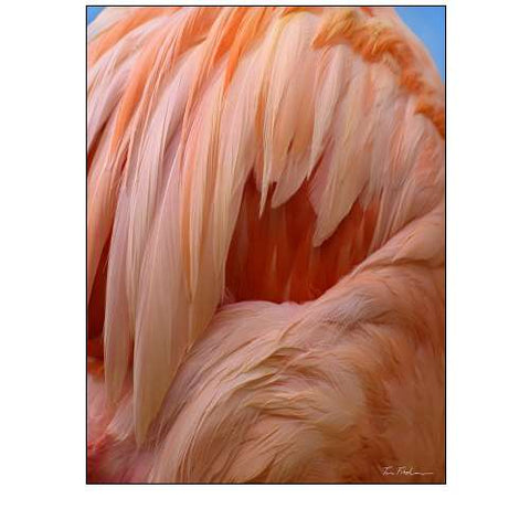 Caribbean Greater Flamingo Close-up of Back