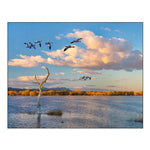 Snow Geese-Bosque del Apache National Wildlife Refuge-New Mexico II
