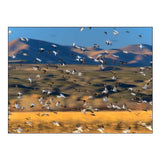 Snow Geese and Sandhill Cranes-Bosque del Apache National Wildlife Refuge-New Mexico