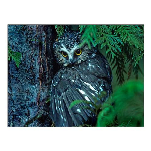 Northern Saw-whet Owl Mantling Prey British Columbia