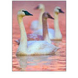 Trumpeter Swans at Twilight-Arkansas II