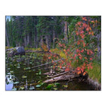 Nymph Lake-Rocky Mountain National Park-Colorado