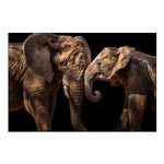 Elephants