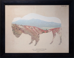 American Southwest Buffalo: Framed with Glass