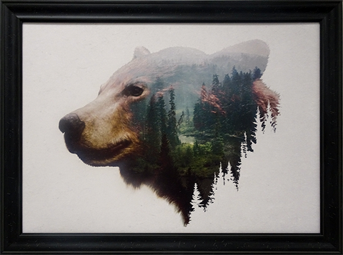 Pacific Northwest Black Bear: Framed with Glass