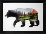 The North American Black Bear: Framed with Glass