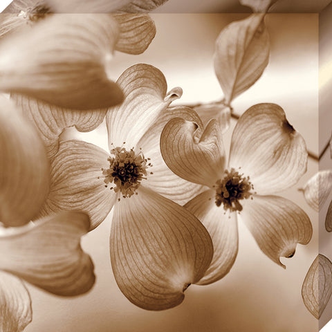 Dogwood: Gallery Wrapped Canvas