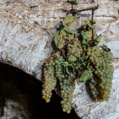 Georgia, Kakheti. Grapes hanging on an archway at a winery.